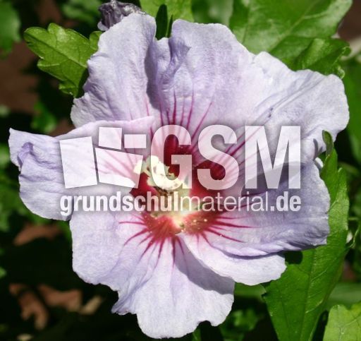 Hibiskus.jpg